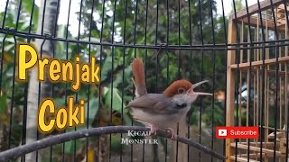 Download lagu PRENJAK COKI GACOR mp3 Download lagu PRENJAK COKI GACOR mp3