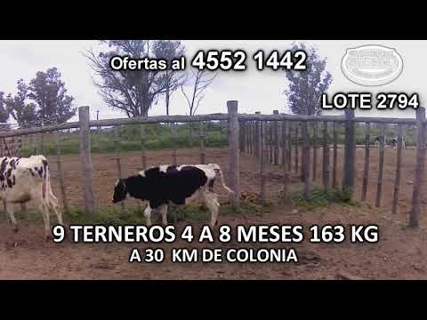 Lote 9 Terneros 9 HO 163 Kgkg -  en La Horqueta- A 30 Km de Colonia
