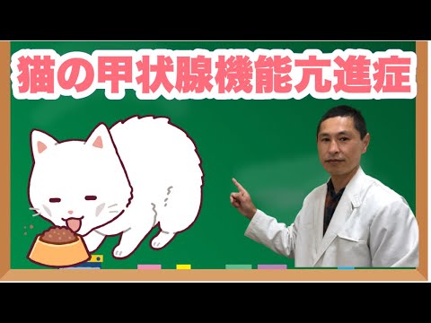 猫の甲状腺機能亢進症 - 症状と治療法
