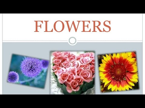 Discussion On flowers