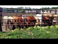 HydroGreen Hydroponic Feed To Calves