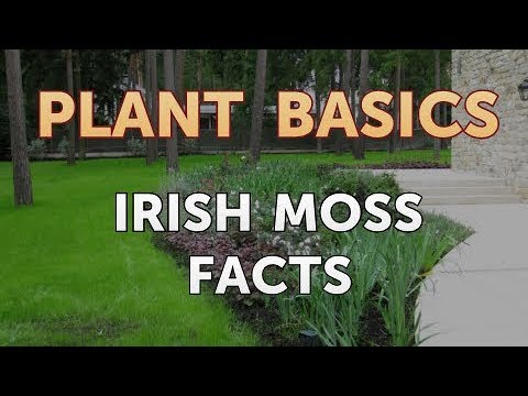 How to Dry an Overwatered Plant