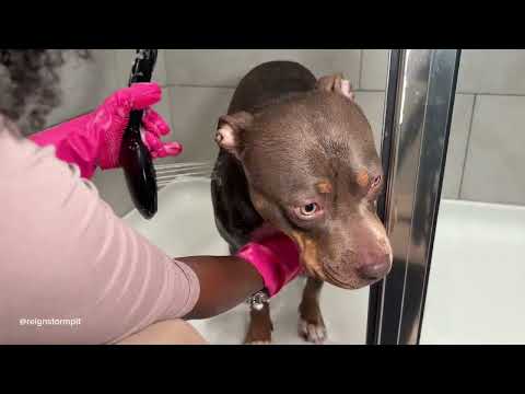 My Sweet Pitbulls Bath Time 💕🛁 🧼🐾 Snohs First Bath Post-Surgery  #asmr #dogbath #viral #cute