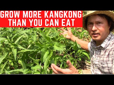 , title : 'How to Grow More KangKong  than You Can Eat in Soil | Water Spinach'