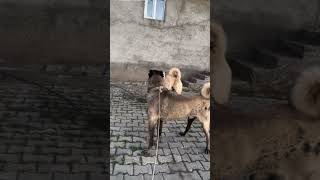Aggressive Kangal Shepherd Dog 👿 #shorts #kangal #dog #dogs