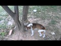 Monkey And Dog 69 Each Other