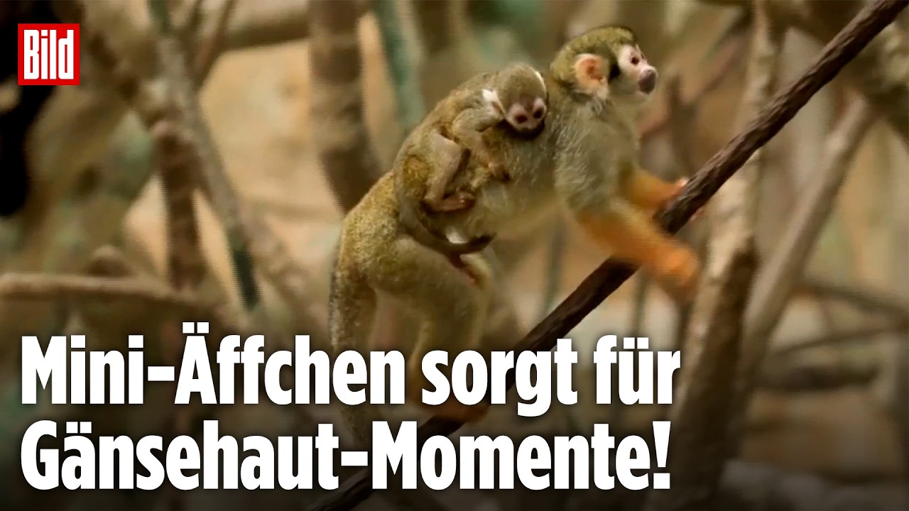 CHICAGO: Springaffen-Nachwuchs im Brookfield Zoo! Es klammert sich an Mama fest!
