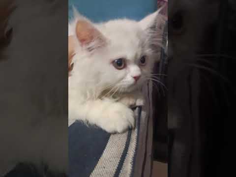 coco round and round