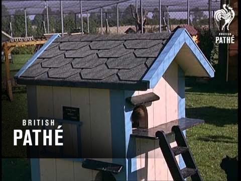 Out Takes / Cuts From Cp 581 - Reel 1 Of 2 - Cat Village  And Stratford Banquet  (1965)