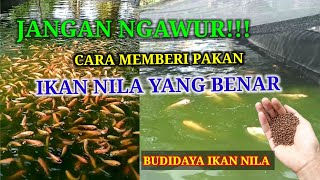 Download lagu Cara yang benar kasih pakan ikan nila (pemula wajib tau) mp3