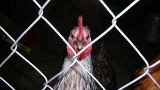 1000 Miles Per Hour...With Chickens