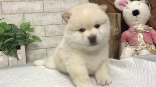 Video preview image #1 Shiba Inu Puppy For Sale in SAN DIEGO, CA, USA