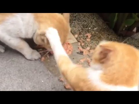 Cats fighting over food