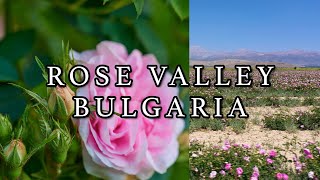 Bulgaria's Rose Valley: A Fragrant Wonderland