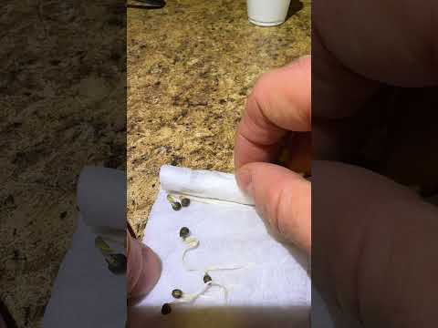 Как ПРАВИЛЬНО стартануть семена? #коноплеводство#индор#конопля#марихуана