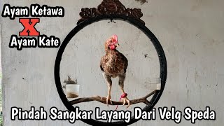 Download lagu sangkar layang dari veg speda,untuk ayam ketawa x ayam kate #ayam #ayamlucu mp3 Download lagu sangkar layang dari veg speda,untuk ayam ketawa x ayam kate #ayam #ayamlucu mp3