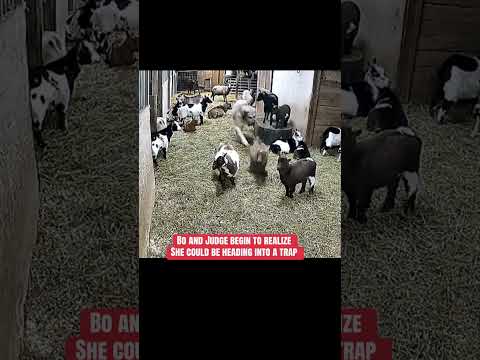 Lily confronts stalking coyotes in the dead of night… Bo and Judge run to her aid