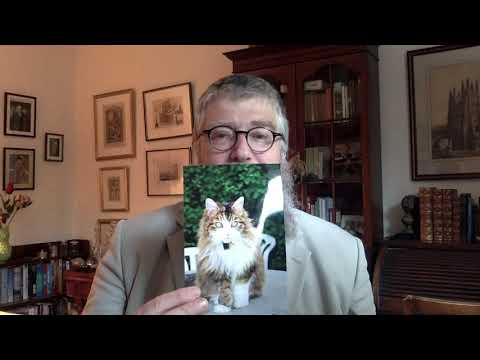 Furry Purry Beancat: Meet Beancat!