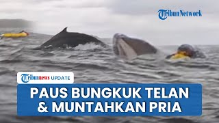 Detik-detik Paus Bungkuk Telan Lalu Muntahkan Pedayung Kayak di Laut Chili: Saya Pikir akan Mati