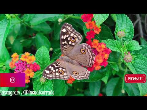 Eckhart Tolle - Lamentarsi & Risentirsi - (Un Nuovo Mondo) #EckhartTolle  #DueComeNoi #LucadiCorrado