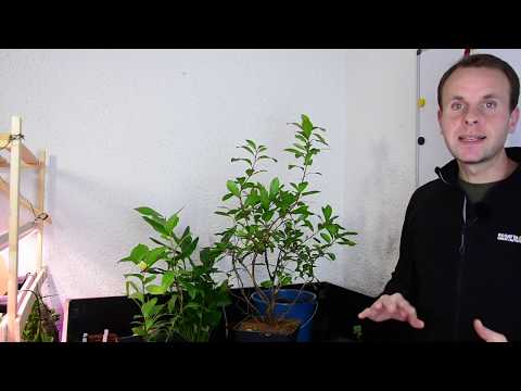 Erdbeerbaum video