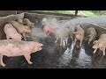Relaxed Original Sounds Take A Shower For PIGS