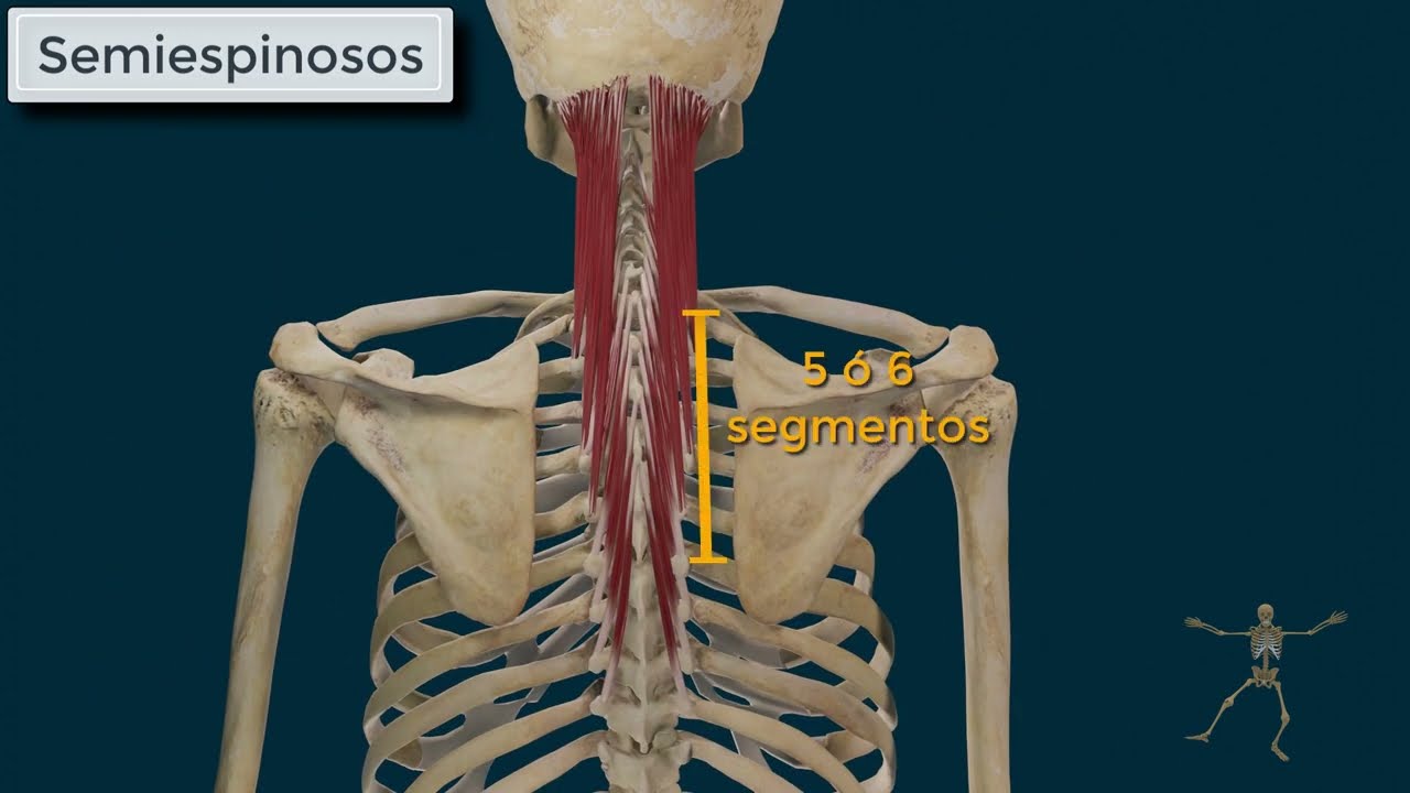 Músculos Paravertebrales o Transverso-espinosos