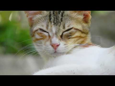 mother cat feeding her baby Kitties