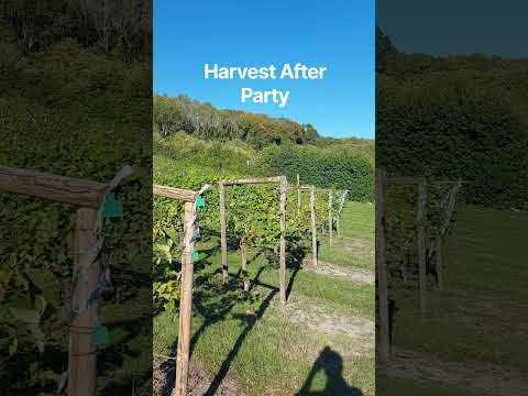 Harvest is done and dusted for another year #englishsparklingwine #vineyard #Vineyards