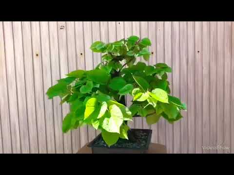 Tilia pre bonsai 2018 spring