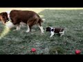 English Springer Spaniel dogs for sale: Mandy - Video 1