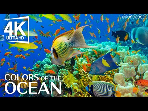 The Best 4K Aquarium for Relaxation II ???? Relaxing Oceanscapes - Sleep Meditation 4K UHD Screensaver