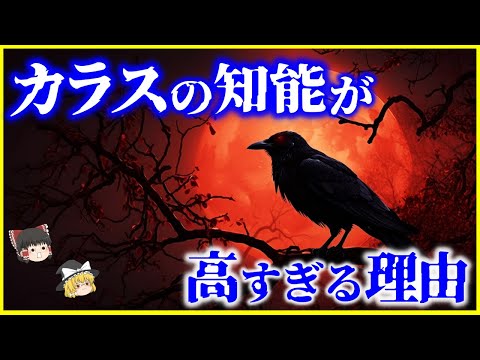 カラス マクロヒンチョスの地図.jpg