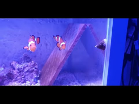 How To Breed Clownfish Part 1
