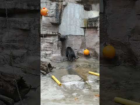 マレーグマが表情を映す