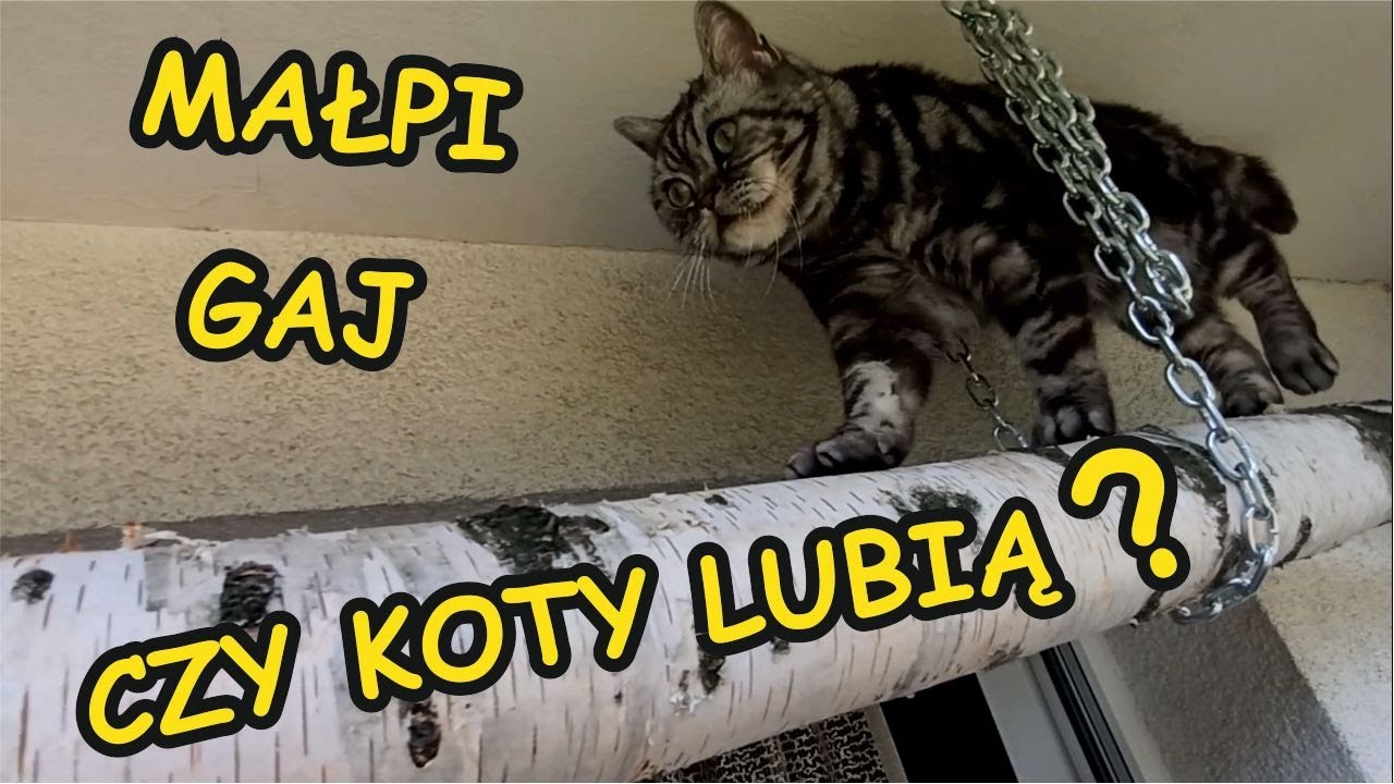 Watch Czy koty lubią małpi gaj na balkonie Drapak dla kotów. now Czy koty lubią małpi gaj na balkonie Drapak dla kotów.