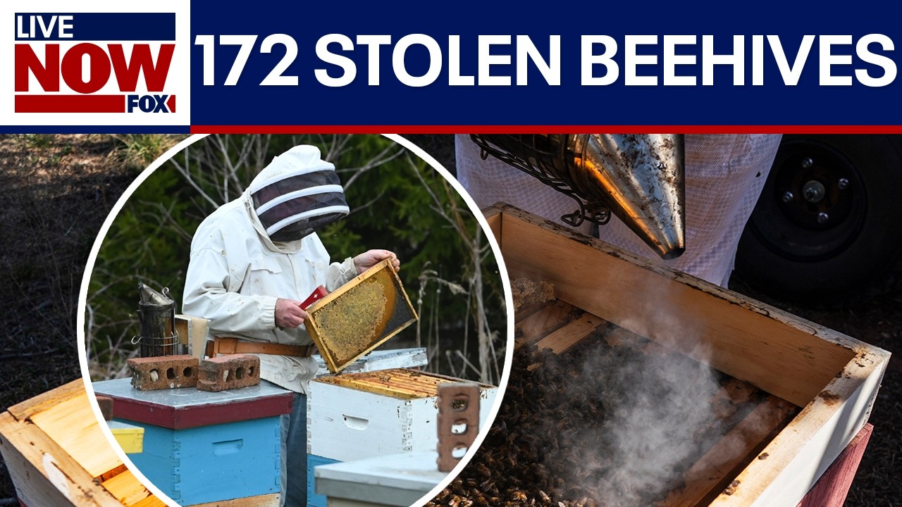 Stolen beehives recovered, suspect arrested in California