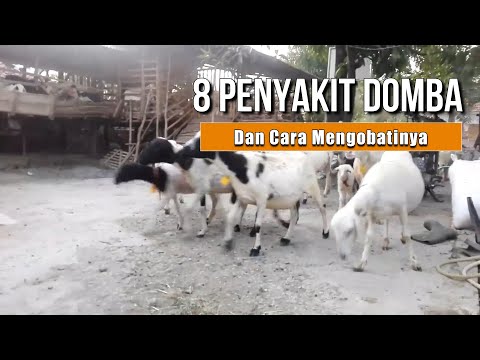 , title : '8 Penyakit Ternak Domba & Cara Mengobatinya'