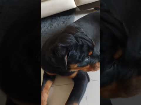 High Quality Baby Rottweiler Available 🐶