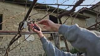 Асма.Резитба.#лоза