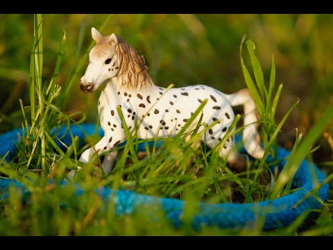 Pferde Unfall vermeiden: Wie der magische Kreis für mehr Sicherheit am Boden und im Sattel sorgt