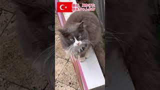 最近、見かけた野良ちゃんたち #トルコ #shorts #海外在住 #海外生活 #野良猫 #野良猫動画 #野良犬