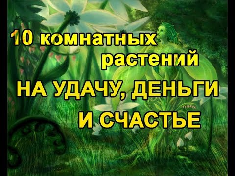 10 комнатных растений НА УДАЧУ, ДЕНЬГИ И СЧАСТЬЕ!!!