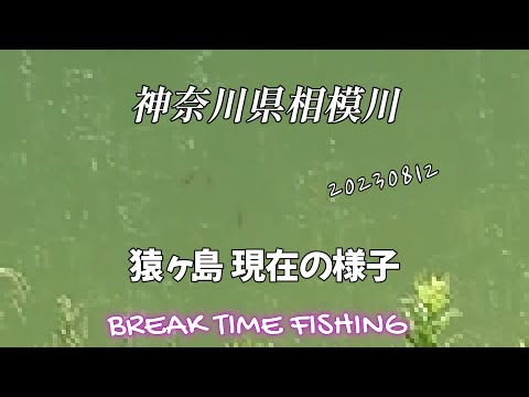【#相模川】20230812AM (#猿ヶ島）見えバス沢山居ました。 #バス釣り #スモールマウスバス #おかっぱり