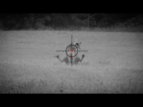 wolf hunting | A video containing a group of clips of wild wolf hunting at night |#007