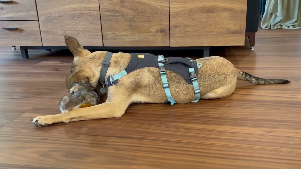 Elfie, an adopted mixed breed in Olympia, WA video 5/6