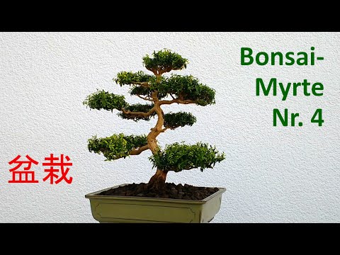 Myrtenbonsai Nr. 4