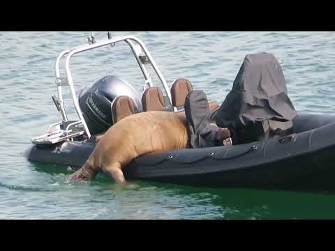 Wandering walrus climbs into boat in Ireland