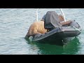 Wandering walrus climbs into boat in Ireland