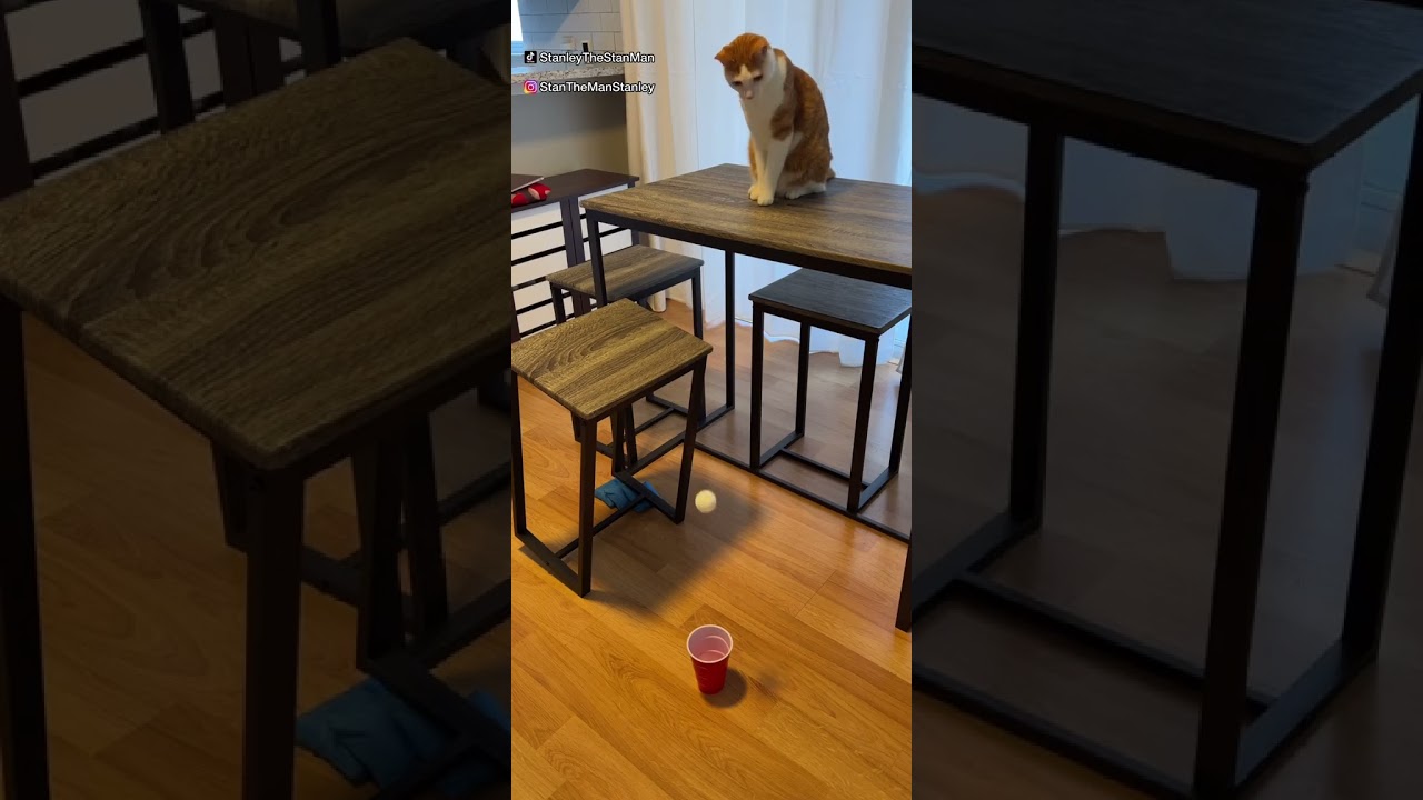 Stanley The Cat Tiktok: stanleythestanman